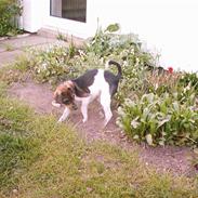 Dansk svensk gaardhund Vagn