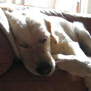 Golden retriever Daffy Dog Hansen