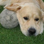 Golden retriever Daffy Dog Hansen