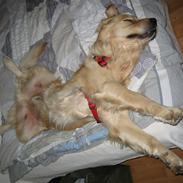Golden retriever Daffy Dog Hansen