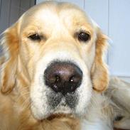 Golden retriever Daffy Dog Hansen