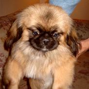 Pekingeser Gismo