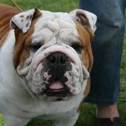 Engelsk bulldog lord conrad