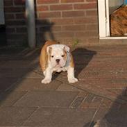 Engelsk bulldog lord conrad