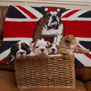 Engelsk bulldog lord conrad