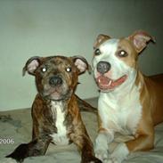 Amerikansk staffordshire terrier Kela