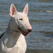 Bullterrier Cindy