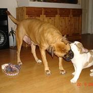 Blanding af racer Bastian