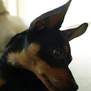 Prazsky krysarik Milla