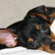 Prazsky krysarik Milla