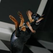 Prazsky krysarik Milla