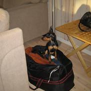 Prazsky krysarik Milla