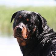 Rottweiler Basse