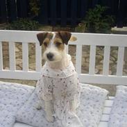 Parson russell terrier Ally