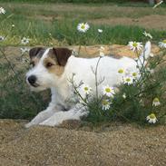 Parson russell terrier Ally