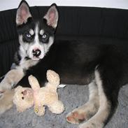Siberian husky Aslan