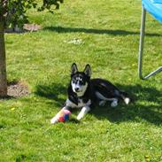 Siberian husky Aslan