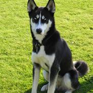 Siberian husky Aslan