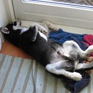 Siberian husky Aslan