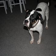 Blanding af racer ida