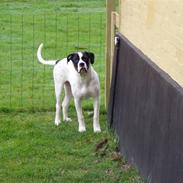 Blanding af racer ida