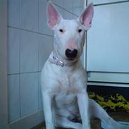 Bullterrier Holly