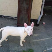 Bullterrier Holly