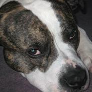 Amerikansk staffordshire terrier Macho