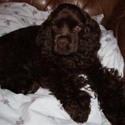Amerikansk cocker spaniel Karla