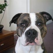 Amerikansk staffordshire terrier Macho