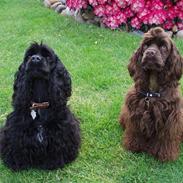 Amerikansk cocker spaniel Karla