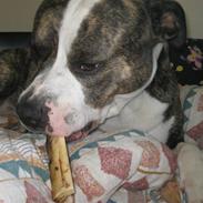 Amerikansk staffordshire terrier Macho