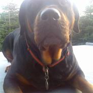 Rottweiler Emma