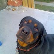 Rottweiler Emma