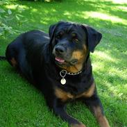 Rottweiler Bella