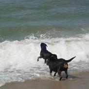 Rottweiler Bella