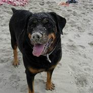 Rottweiler Bella