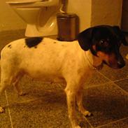 Glathåret foxterrier Smut