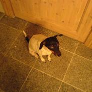 Glathåret foxterrier Smut