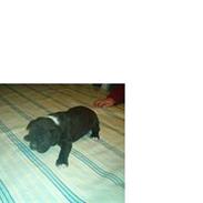 Boston terrier viggo