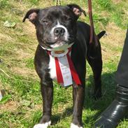 Staffordshire bull terrier Andy