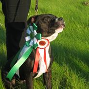 Staffordshire bull terrier Andy