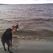 Engelsk springer spaniel Licensee Bodyguard