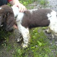 Engelsk springer spaniel Licensee Bodyguard