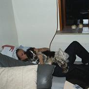 Engelsk springer spaniel Licensee Bodyguard