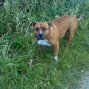 Amerikansk staffordshire terrier hansen