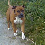 Amerikansk staffordshire terrier hansen