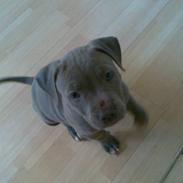Amerikansk staffordshire terrier misha