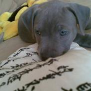 Amerikansk staffordshire terrier misha