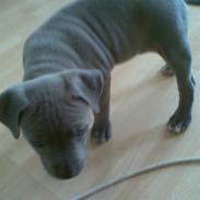 Amerikansk staffordshire terrier misha